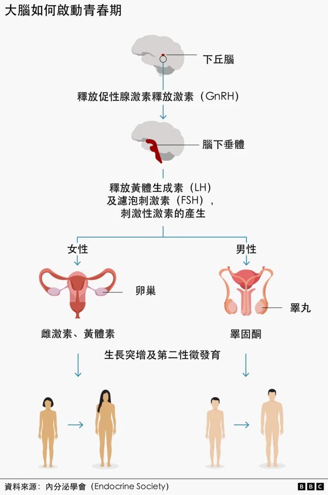 性早熟:我六岁就来月经了,但医生们也不知道为什么 3 资讯图表显示了大脑如何触发青春期,从而导致性激素分泌增加和性徵发育。