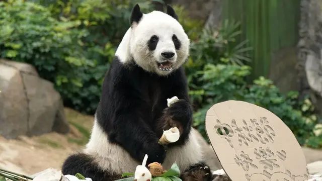 2026年9月23日，香港海洋公园的大熊猫“乐乐”享用中秋节特别餐点。