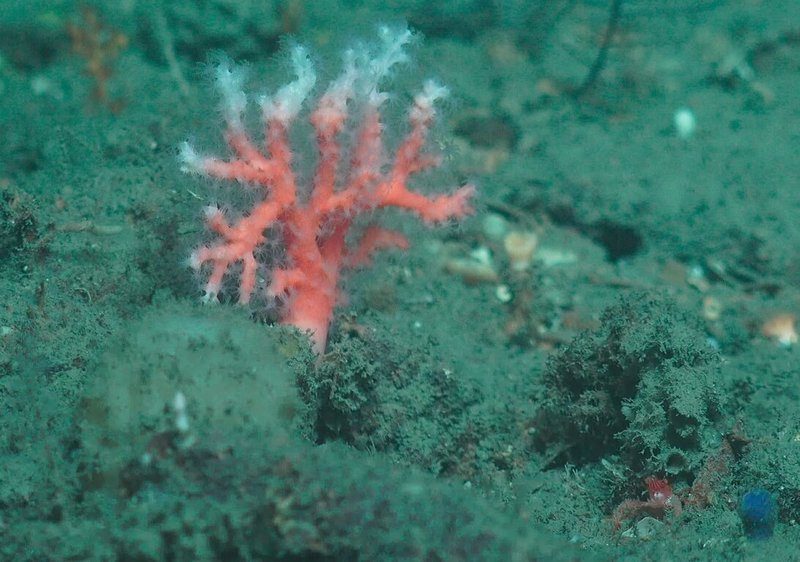 台湾深海eDNA采样模块实测 一小时辨识365种生物 1 國研院指出,團隊將「深海高流量eDNA採樣模組」布放至台灣西南海域的深海海床,設備於海底自動過濾1小時,隔日回收,經後續基因定序分析,共獲得超過2200萬條環境DNA序列,比對後可辨識出365種深海生物DNA。圖為阿卡珊瑚。(國研院提供)中央社記者趙敏雅傳真 115年9月15日