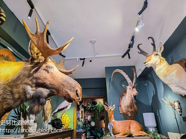 ▲▼台南仰角舶物的動物標本博物館。（圖／《史努比遊樂園》授權提供）