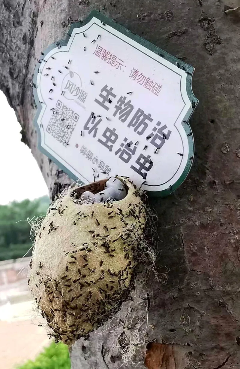 周氏嚙小蜂成蟲飛出蠶繭。（取材自新京報／北京市園林綠化資源保護中心供圖）