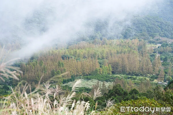 ▲▼陽明山七星山冷水坑步道芒花10/16花況,冷水坑步道芒草,芒花,菁山吊橋落羽松。（圖／記者彭懷玉攝）