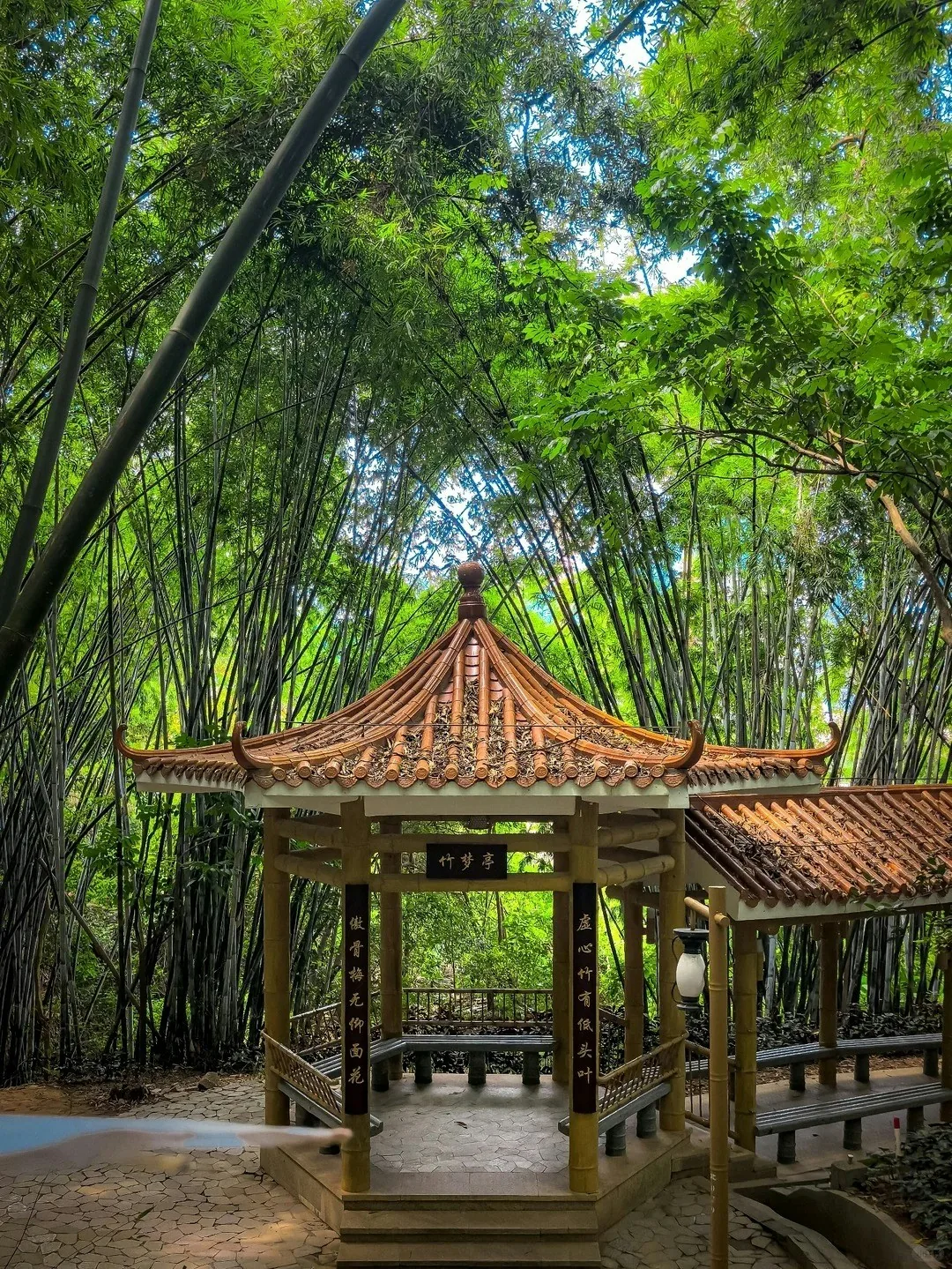 新皇岗口岸|7号线精选8大景点 华强北寻宝洪湖公园赏落羽杉 7 翠竹公園內竹類達102種、逾1萬叢,以紫竹、斑竹、方竹、琴絲竹最享負盛名。涼亭與竹樹,紅瓦綠葉相映成趣。(小紅書@周獄瞳)
