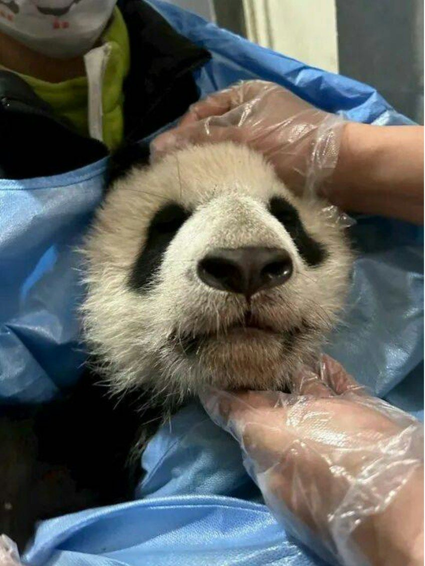 全球首例!成都歪脸大熊猫北侠「箍牙」 半年恢复健康不再漏奶 7 北俠校正後臉已經正常。(央視)
