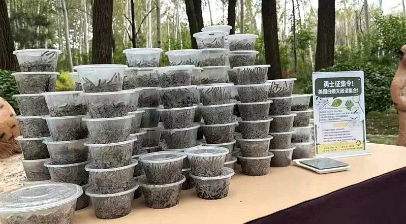 北京野生動物園在社交媒體上展示市民和遊客抓毛毛蟲的「戰果」。（取材自新周刊）