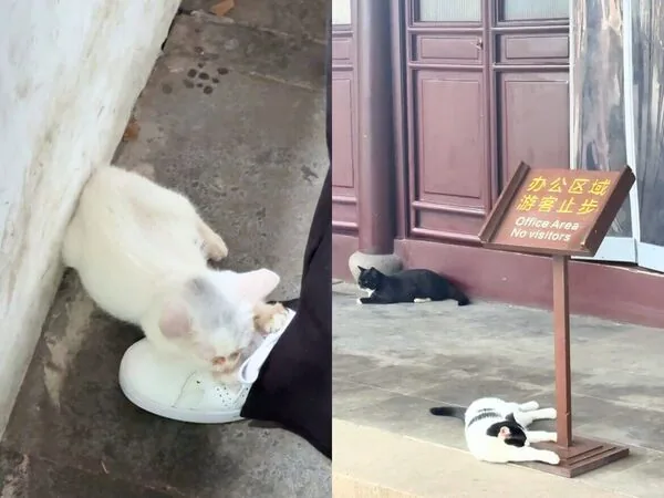 七百多年古寺藏超多猫咪,苏州一日游吃蟹黄面、搭船看平江路 3 ▲▼蘇州一日遊。(圖/ReadyGo授權提供)
