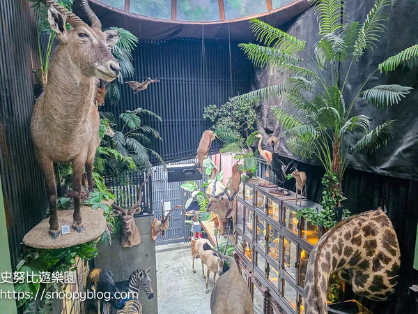 ▲▼台南仰角舶物的動物標本博物館。（圖／《史努比遊樂園》授權提供）