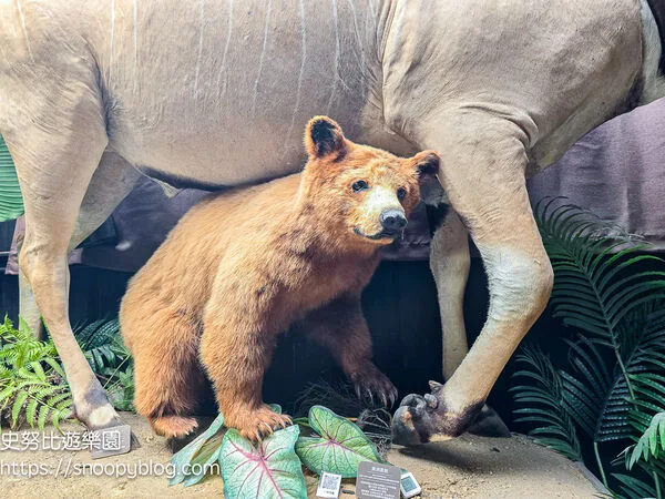 ▲▼台南仰角舶物的動物標本博物館。（圖／《史努比遊樂園》授權提供）
