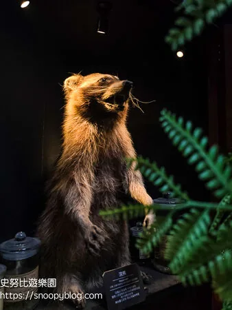 ▲▼台南仰角舶物的動物標本博物館。（圖／《史努比遊樂園》授權提供）