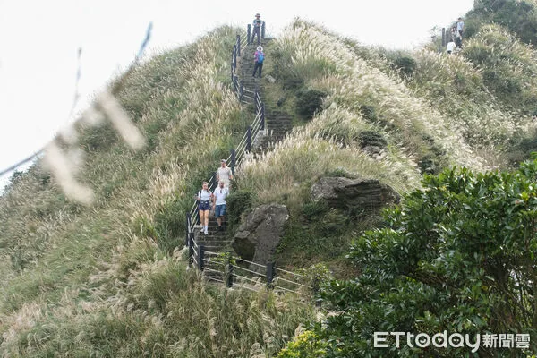 ▲▼陽明山七星山冷水坑步道芒花10/16花況,冷水坑步道芒草,芒花,菁山吊橋落羽松。（圖／記者彭懷玉攝）