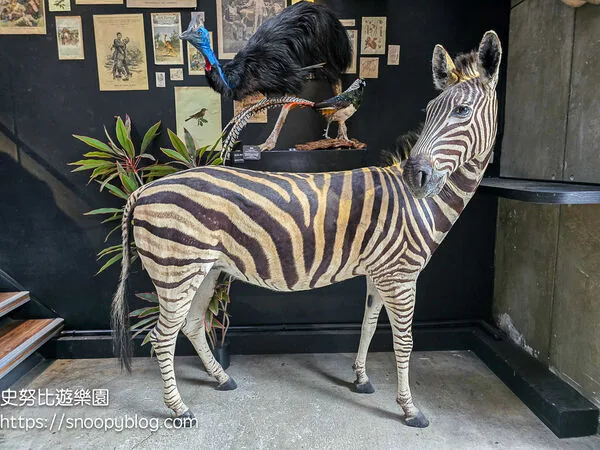▲▼台南仰角舶物的動物標本博物館。（圖／《史努比遊樂園》授權提供）