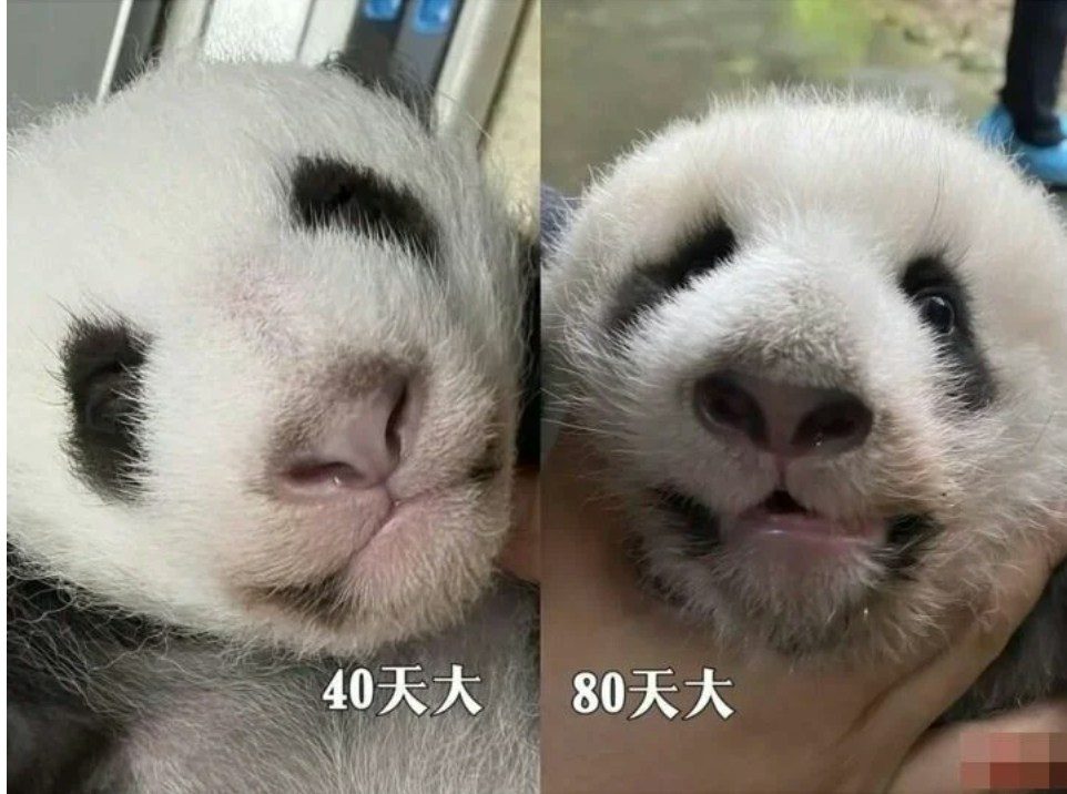 全球首例!成都歪脸大熊猫北侠「箍牙」 半年恢复健康不再漏奶 2 北俠「箍牙」前後變化很大,臉不再歪斜。