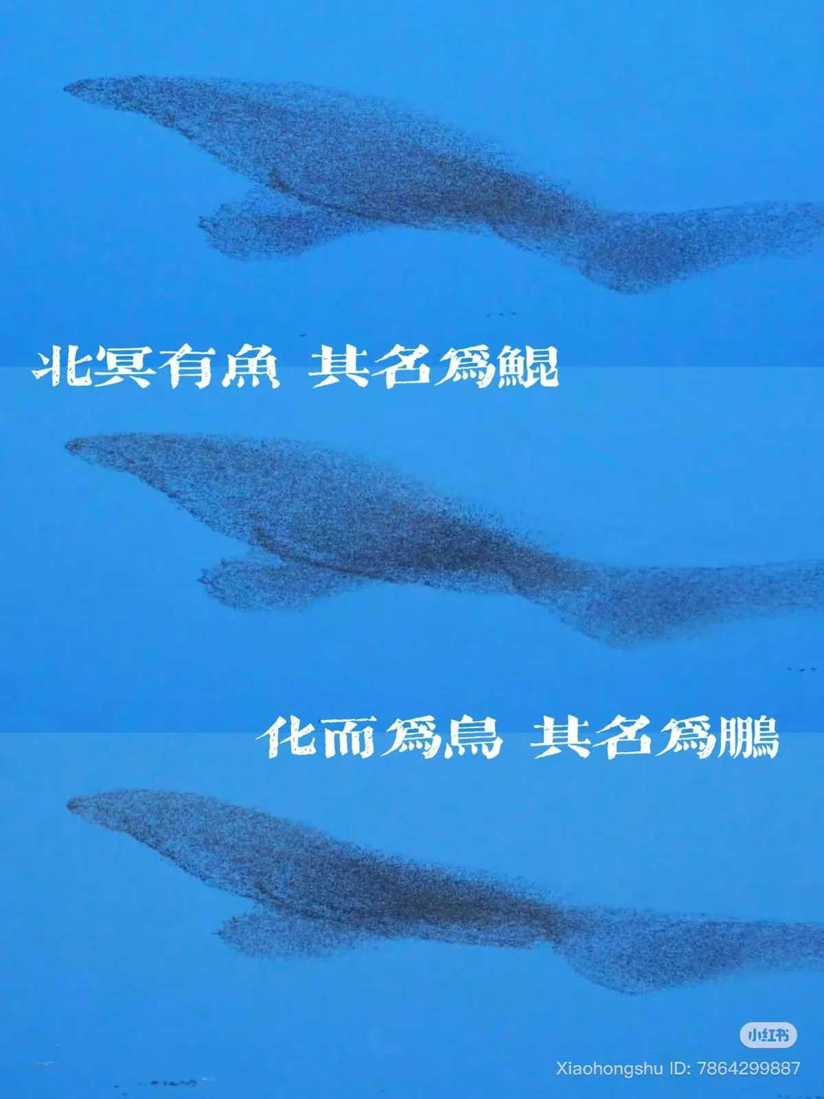 山东秋冬奇观「万鸟化鲲」 黄河口湿地鸟浪在社交平台广泛流传 11 莊子《逍遙遊》寫道,「北冥有魚,其名為鯤。鯤之大,不知其幾千里也;化而為鳥,其名為鵬。鵬之背,不知其幾千里也,怒而飛,其翼若垂天之雲」。(小紅書)