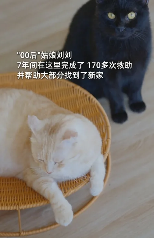 2019年，劉劉在路邊撿到第一隻流浪貓。2021年，又撿了第二隻。養着養着，路邊每一隻瘦骨嶙峋的小傢伙都讓她挪不開步。「反正我都養了，能救一救就救一救。」（羊城晚報）