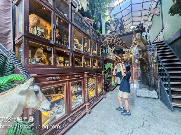 ▲▼台南仰角舶物的動物標本博物館。（圖／《史努比遊樂園》授權提供）