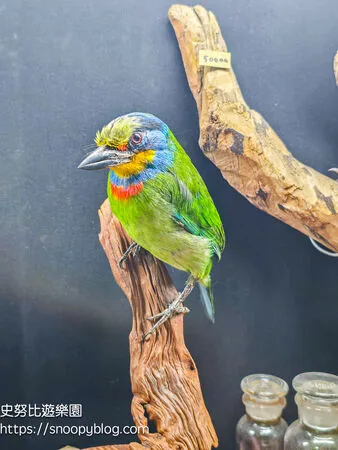 ▲▼台南仰角舶物的動物標本博物館。（圖／《史努比遊樂園》授權提供）