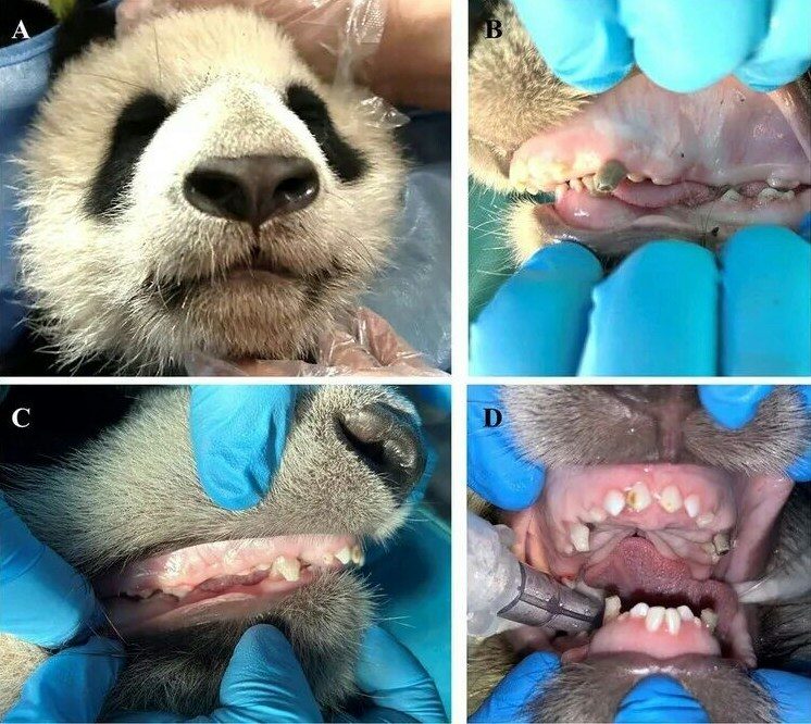 全球首例!成都歪脸大熊猫北侠「箍牙」 半年恢复健康不再漏奶 1 這宗全球首例「貓熊下頜不對稱功能矯形治療」病例發表在牙科和口腔外科國際期刊《The Angle Orthodontist》,已於7月刊登。