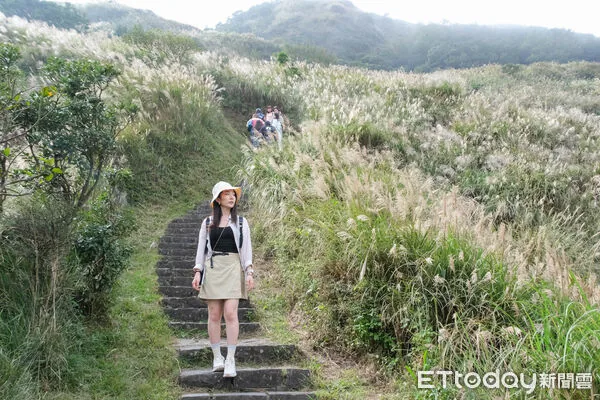 ▲▼陽明山七星山冷水坑步道芒花10/16花況,冷水坑步道芒草,芒花,菁山吊橋落羽松。（圖／記者彭懷玉攝）