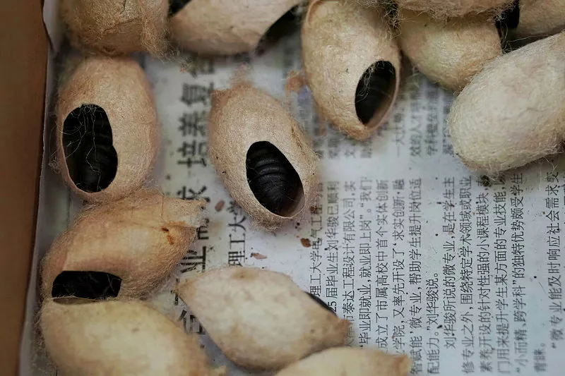 北京市園林綠化局釋放的周氏嚙小蜂蟲蛹。（新華社）