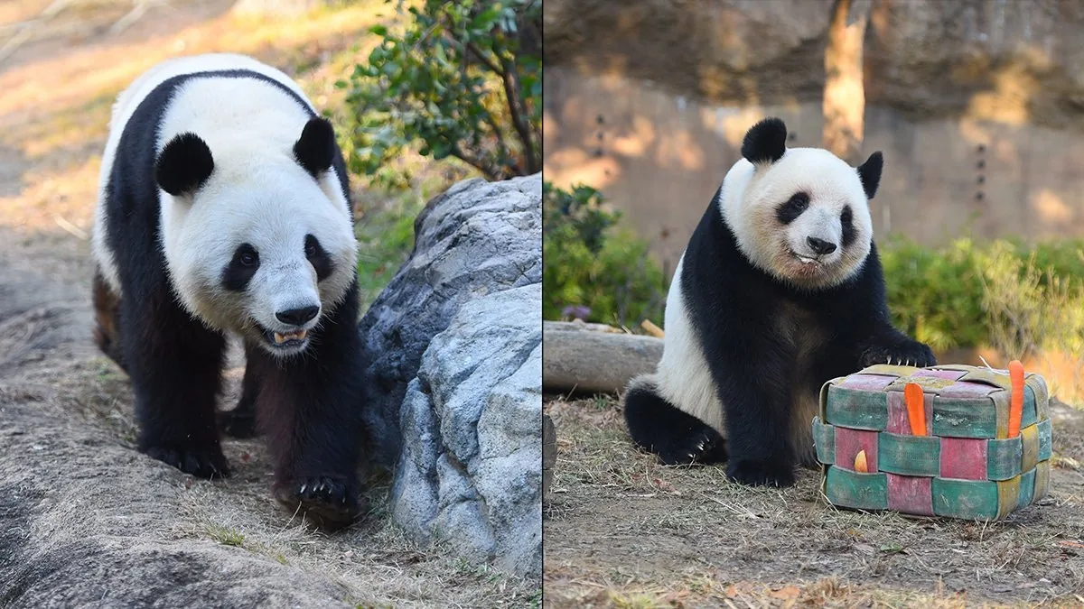 大熊貓曉曉和蕾蕾。（X@TokyoZooNet_PR）