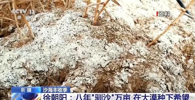 鎖邊合龍不是終點！新疆塔克拉瑪干沙漠邊緣持續擴綠　沙海變綠洲。（大陸央視）