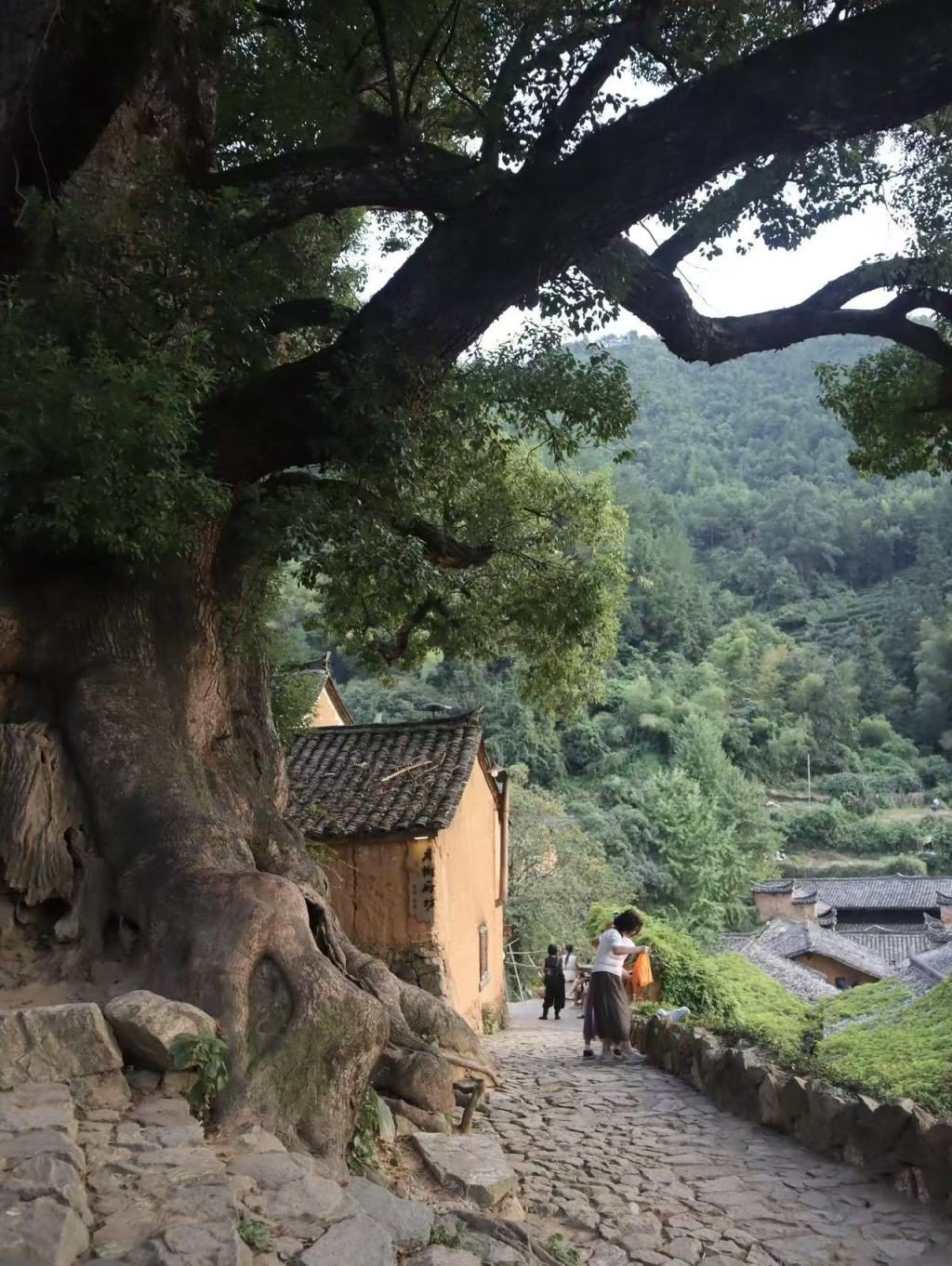 松阳古村活化蜕变 鲁奖作家采风寻乡土文脉 2 78a5d02ccc3d8580e2ff1f20fc85c0ef1cd6424c783f897ecddcf692184da0b9 article