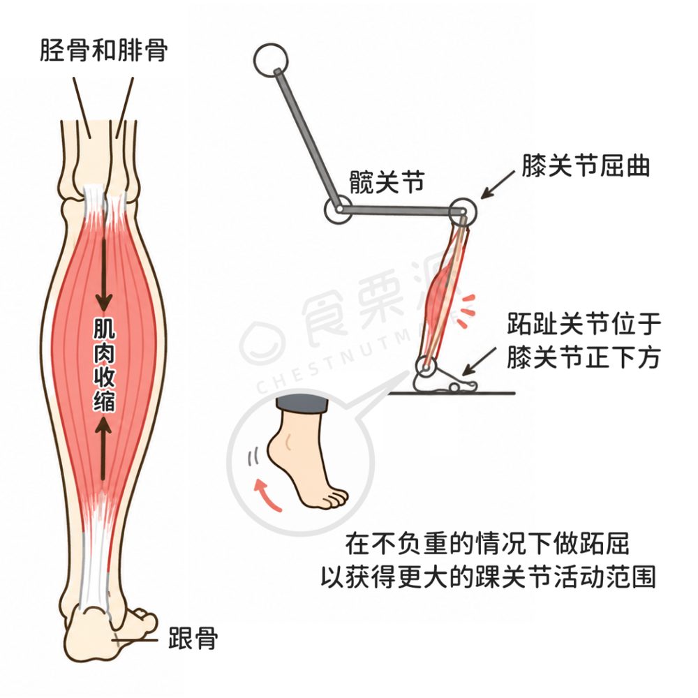 研究:比目鱼肌俯卧撑可降低餐后血糖52% 7 7d5dfc1b86f22c571dd488d5129549e4c04f18ff55eeb3b13b31ff1acb999623 article