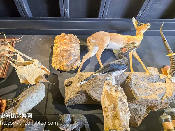▲▼台南仰角舶物的動物標本博物館。（圖／《史努比遊樂園》授權提供）