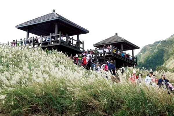 ▲▼2025草嶺古道芒花季。（圖／東北角風管處提供）