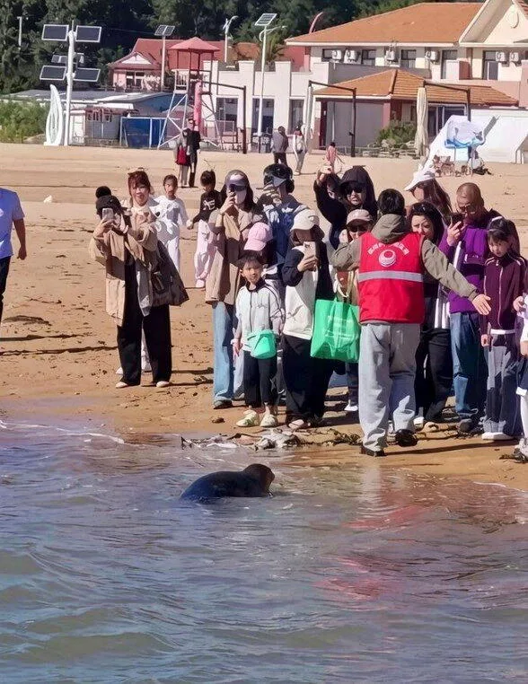 長海縣當地志願者，提醒遊客和海豹「娜娜」保持安全距離。(取材自澎湃新聞)
