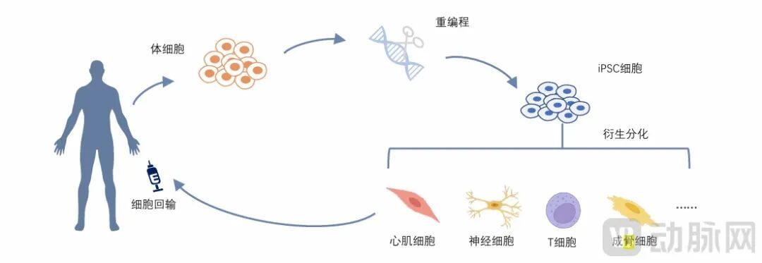 骨科细胞治疗迎密集进展 多条管线已入Ⅱ/Ⅲ期临床 2 8f32a8a0acd060c89d8a21b967e5612dc0a80b3c727449c03bd693e8e467f8b3 article