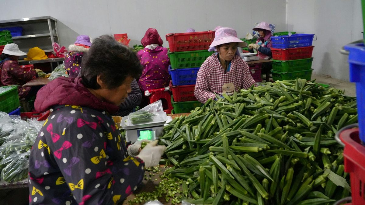 圖為廣西賀州農投供港蔬菜基地，工人正在打包秋葵。（中新社）