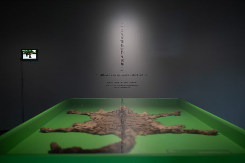 从山神、鹿群到云豹:陈芯宜走了20年,抵达《云在两千米》 12 北師美術館的《雲在兩千米》特展中展示了珍貴的雲豹皮,那是吳明益原著小說中故事的源起。(攝影/謝佩穎)