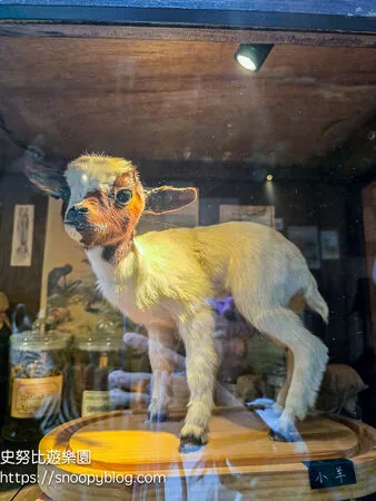 ▲▼台南仰角舶物的動物標本博物館。（圖／《史努比遊樂園》授權提供）