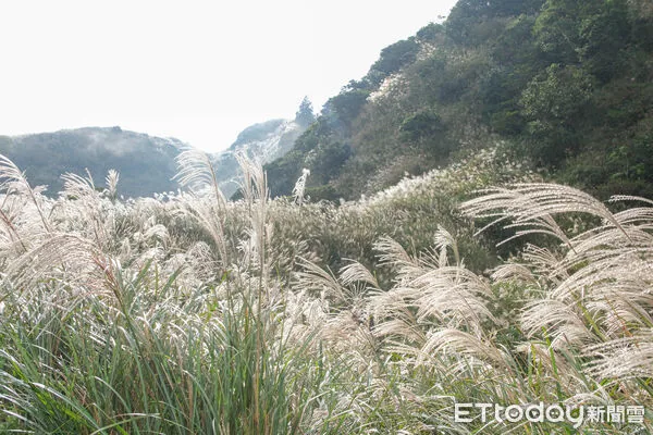 ▲▼陽明山七星山冷水坑步道芒花10/16花況,冷水坑步道芒草,芒花,菁山吊橋落羽松。（圖／記者彭懷玉攝）