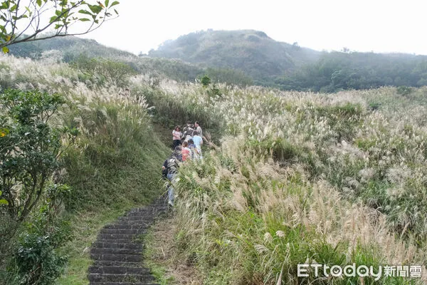 ▲▼陽明山七星山冷水坑步道芒花10/16花況,冷水坑步道芒草,芒花,菁山吊橋落羽松。（圖／記者彭懷玉攝）