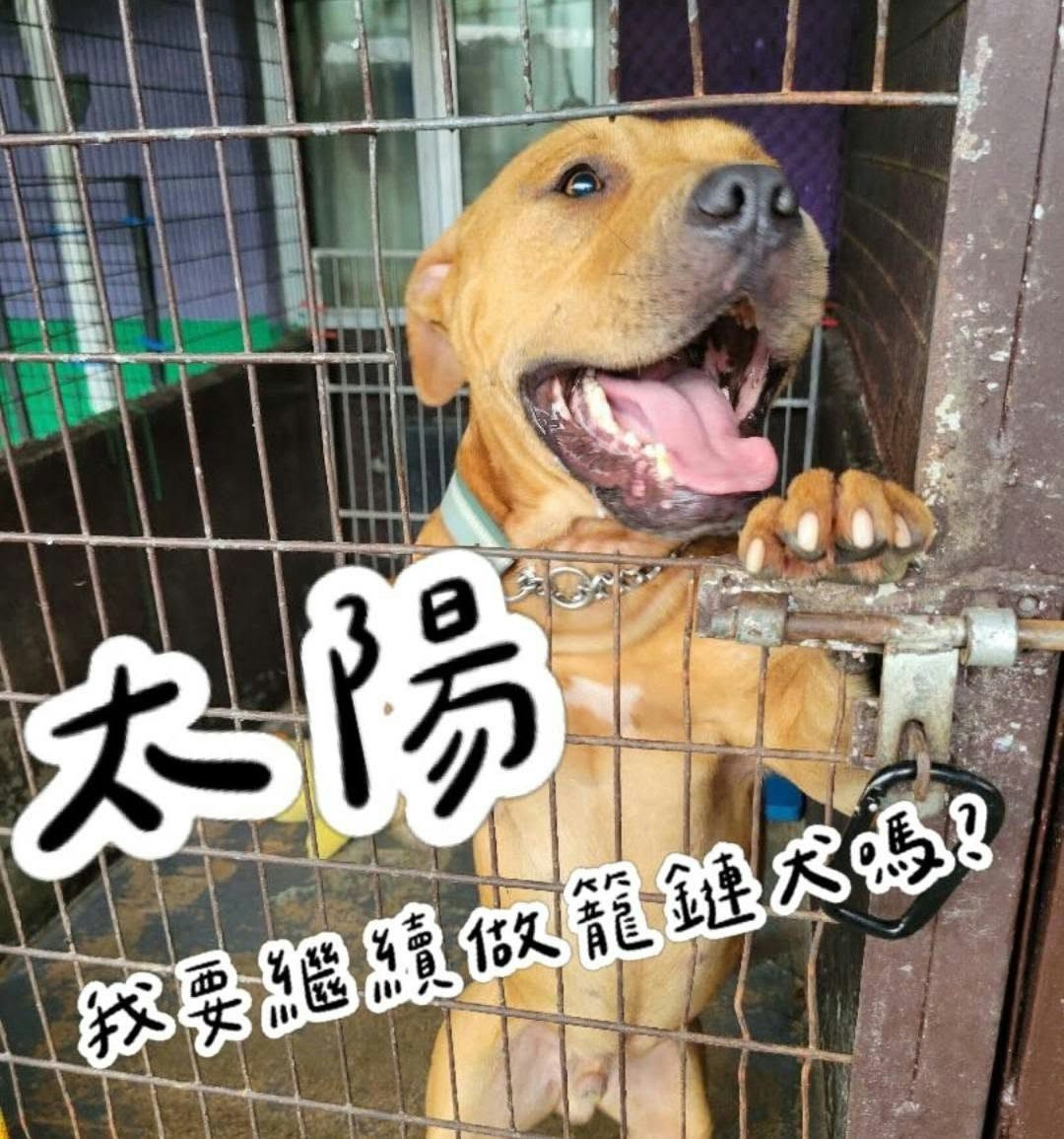 打鼓岭狗咬人|太阳曾锁落马洲车场挨饿看门口 日晒雨淋满地屎尿 1 涉咬死人的混種狗「太陽」有比特犬外貌,曾有義工發帖希望有心人士領養。(Facebook圖片)