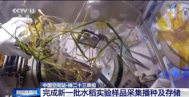 中国空间站水稻实验培养装置内的植株（来源报道配图）