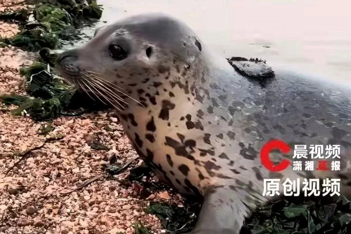 網紅斑海豹「娜娜」。(取材自晨視頻）