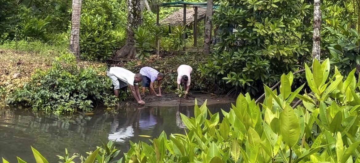 三个人在茂密的绿色森林中，在河边泥泞的河岸上种植一棵幼小的红树苗。