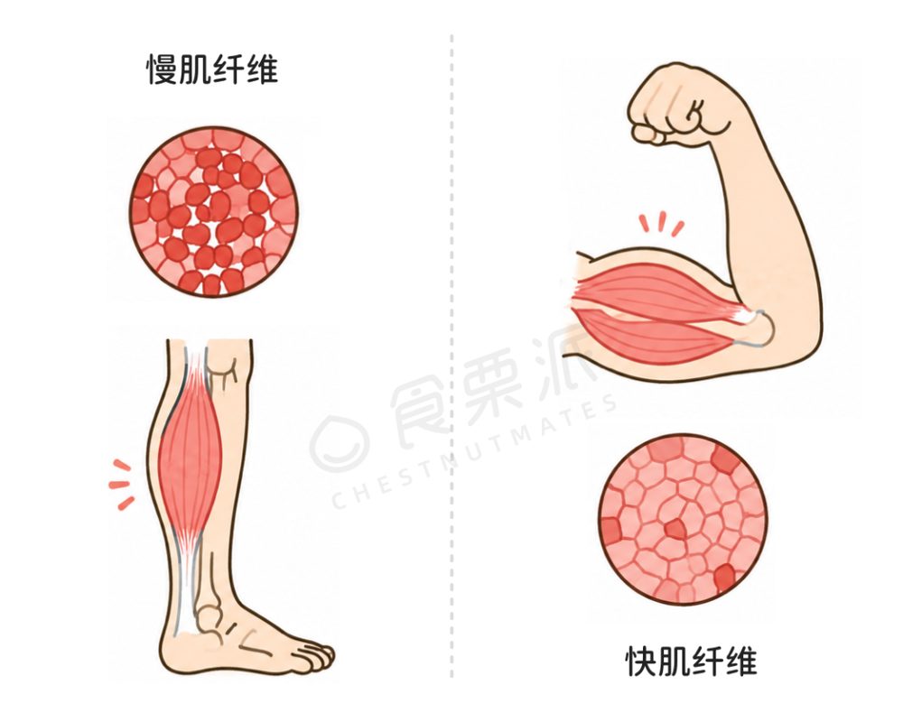 研究:比目鱼肌俯卧撑可降低餐后血糖52% 5 bb2ffddbeec175577ce7e88caf0afbf94647f1597e8bbf20b4223c812537f68c article