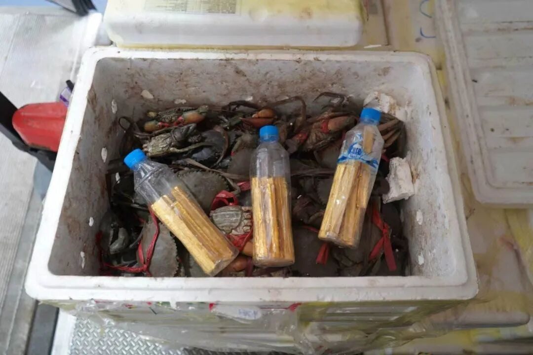 深圳湾口岸查获活青蟹藏金条 共19条重9.681千克 1 近日,深圳灣海關在貨運進口渠道查獲未申報黃金9.681千克。(海關發布)