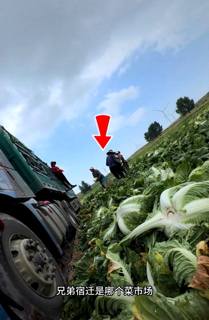 河北「甲醛白菜」风波延烧 江苏多地禁康保县白菜 1 網路影片顯示,白菜裝車現場有人員疑似將白菜蘸取甲醛溶液後再裝運。圖/取自澎湃新聞