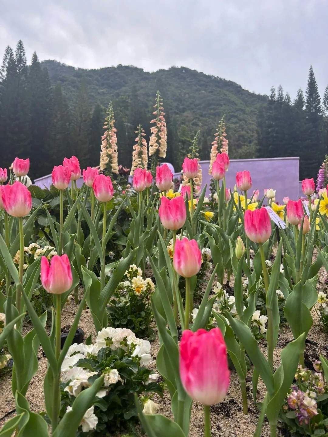 长者优惠|深圳10景点免费入场 野生动物园+海洋世界+科学技术馆 5 仙湖植物園(小紅書@早晚不打工)