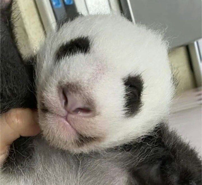 全球首例!成都歪脸大熊猫北侠「箍牙」 半年恢复健康不再漏奶 5 北俠矯正前臉明顯歪斜。(央視)