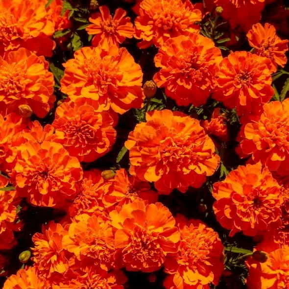 紐約植物園的萬壽菊。(NYBG臉書)