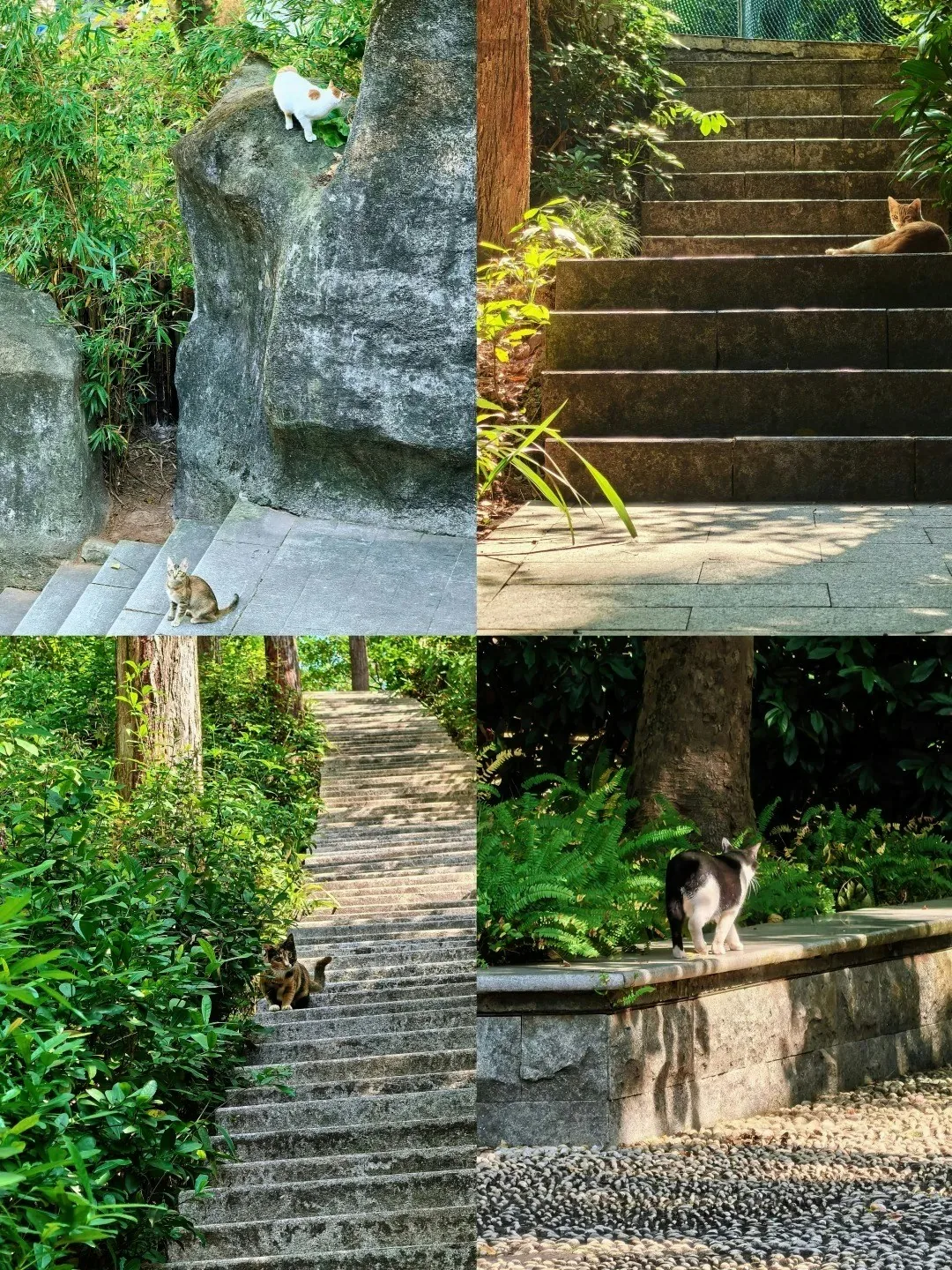 新皇岗口岸|7号线精选8大景点 华强北寻宝洪湖公园赏落羽杉 8 翠竹公園內長期有流浪貓流連,有「百步一貓」之說,「喵喵山」之名不脛而走。(小紅書@安妮小姐)