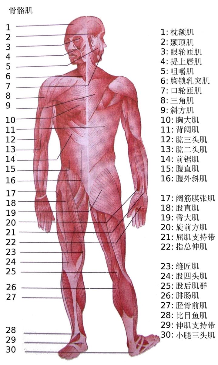 蛋白粉涨价背后:GLP-1减肥药掉肌肉催生百亿保肌生意 3 de7358ff4fb1b39b5909ba018f740ec4da16176832ad40eb0fea76fb3cced5b5 article