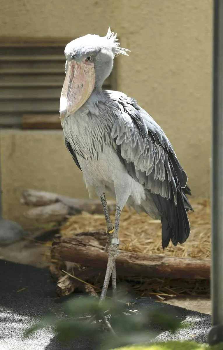 上野動物園內的鯨頭鸛。（讀賣新聞）