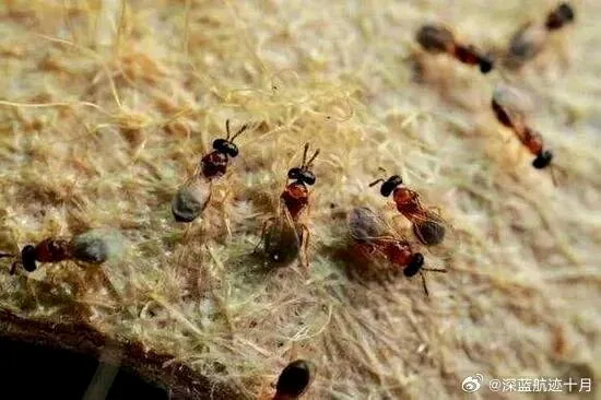 周氏嚙小蜂。（取材自微博）